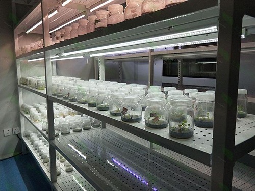 北安植物组织培养实验室设计建设方案